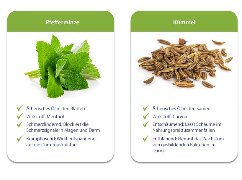 Foto: Pfefferminze - Kümmel